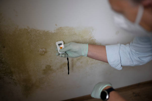 Trusted Eggertsville, NY Mold Removal Experts