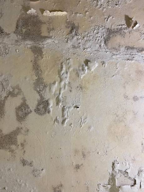 Best Black Mold Removal  in Eggertsville, NY