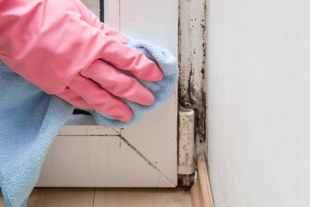 Best Mold Remediation Services  in Eggertsville, NY